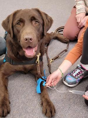 Winnie the facility dog showing how child life does medical play